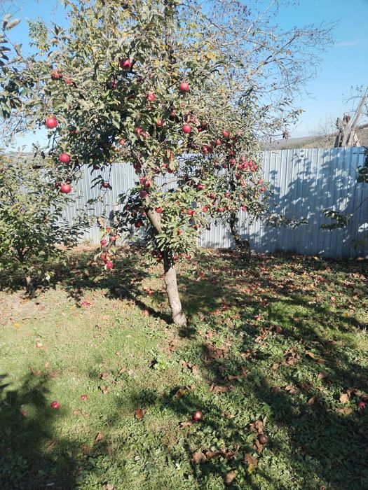 Vând mere naturale nestropite soiul ionatan și iadaret e