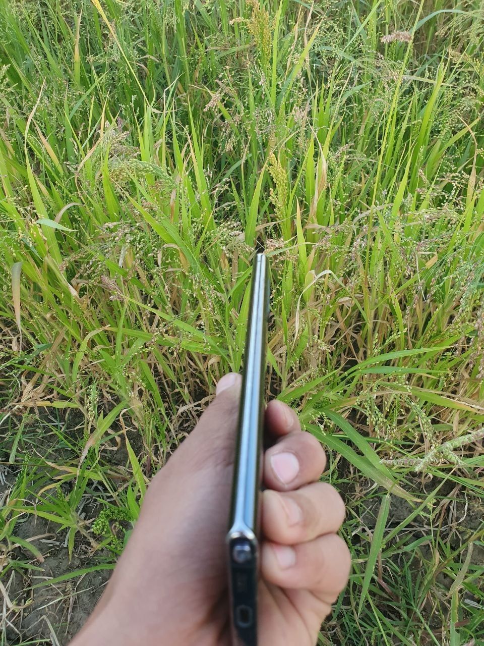 Samsung note 10 plus