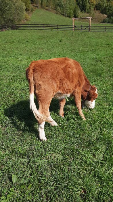 Vaca baltata romaneasca originala de vanzare