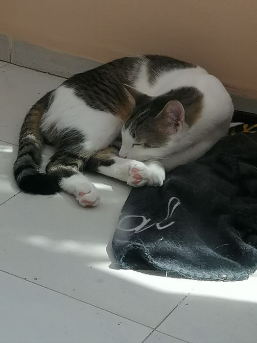 Коте порода Любов