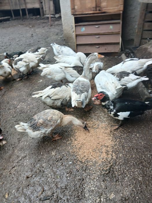 Gâște si rațe de vânzare