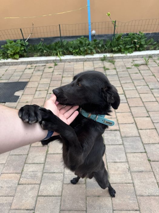 Donez caine Labrador mix