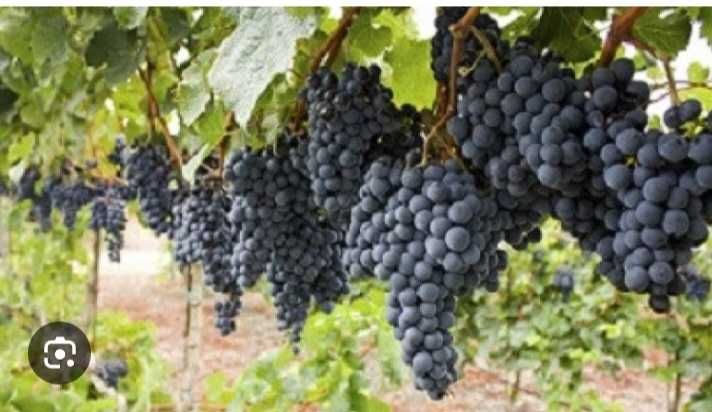 Грозде Хамбургски Мискет,Елица и други сортове