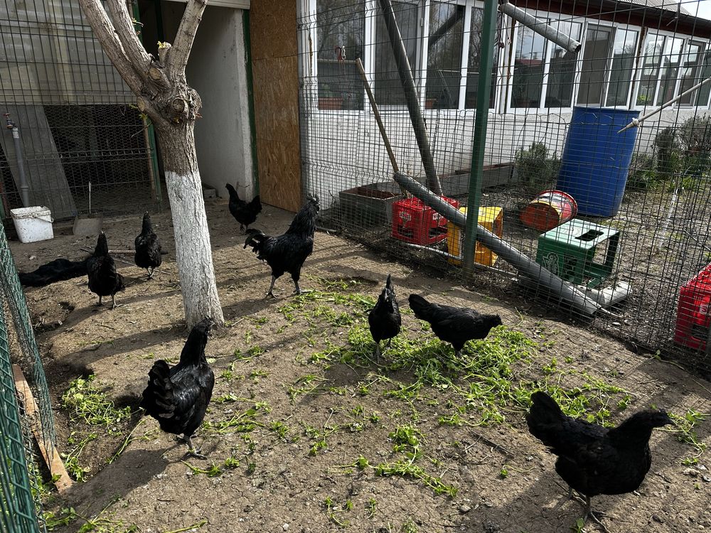 Ayam Cemani gaini