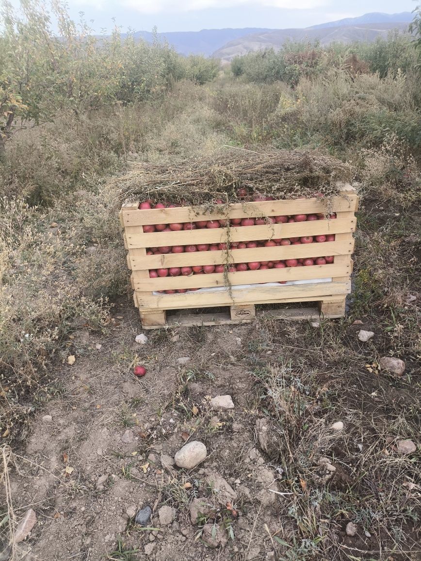 Яблоки в Бинах. Сорт кандиль.