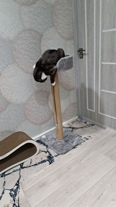 Когтеточка кошек. Лежанка для кошки. Зоодомики