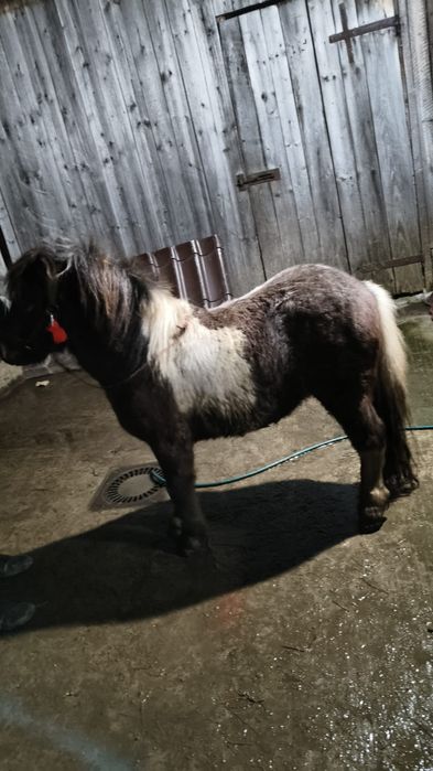 Ponei armăsar talie mică