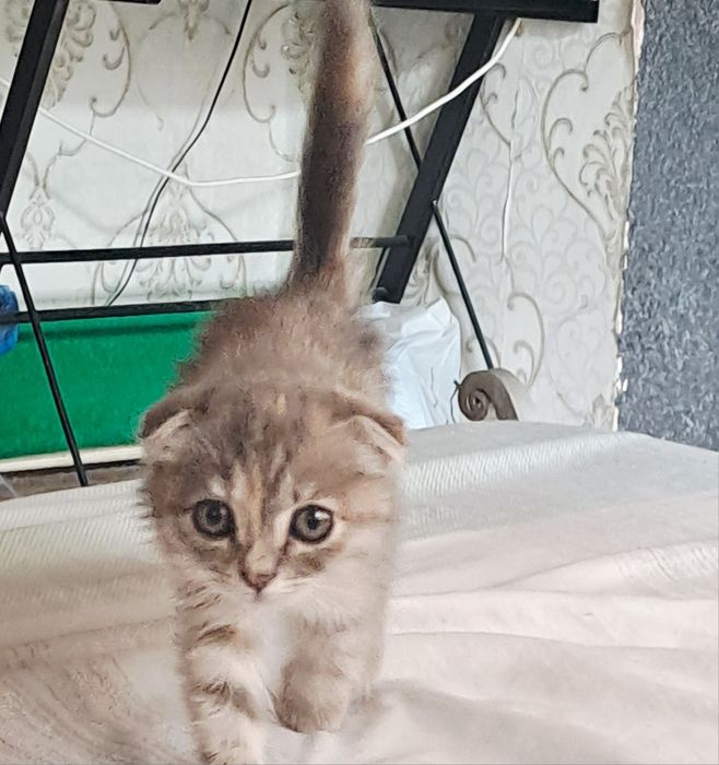 Котёнок вислоушка