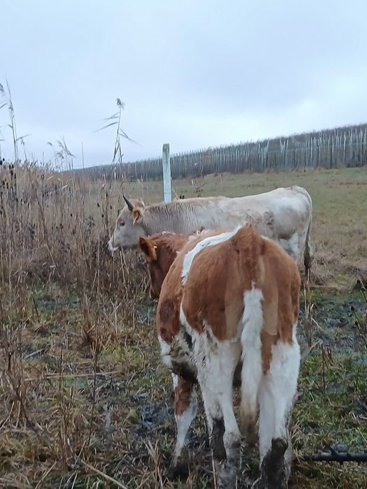 Taur de 1 an jumate și vițea de 10 luni