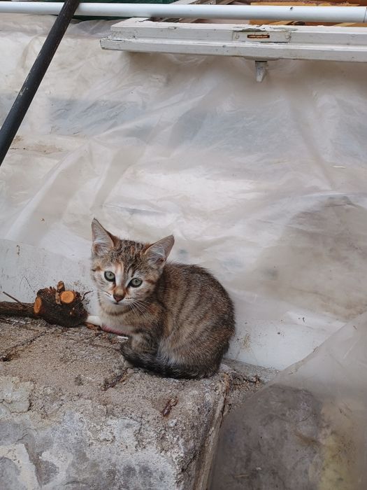 Подарявам две котенца