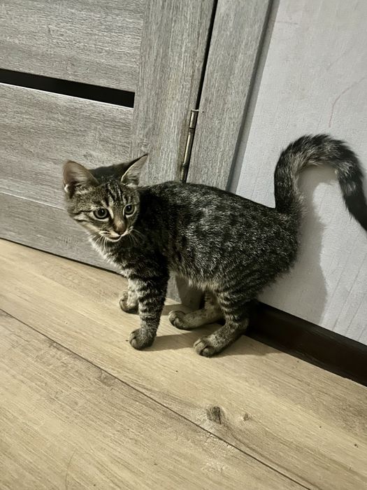 Котенок бесплатно