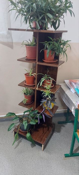 Sotiladi gul pastafka