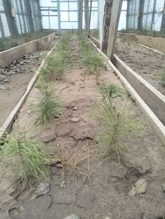 Сосна сеянцы  2-х летний