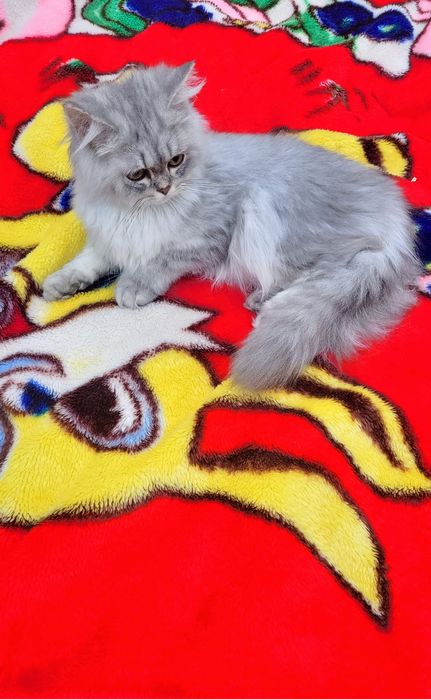 British longhair