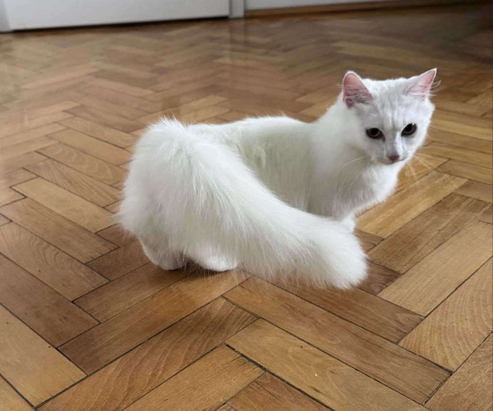 Motanel Munchkin cu pedigree