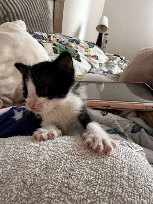 Pisoi adoptie pisica pui