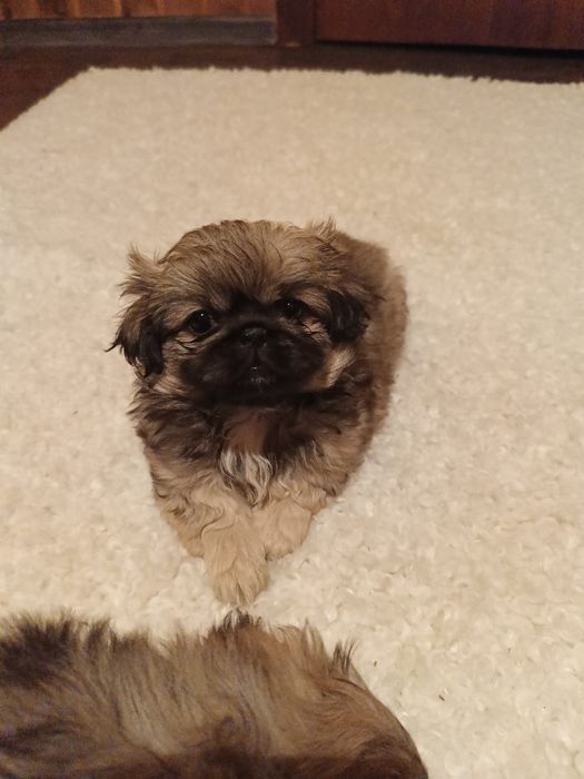 Щенки породы пекинес