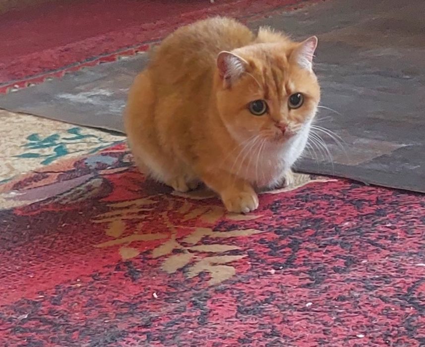 Британская Золотая Шиншилка