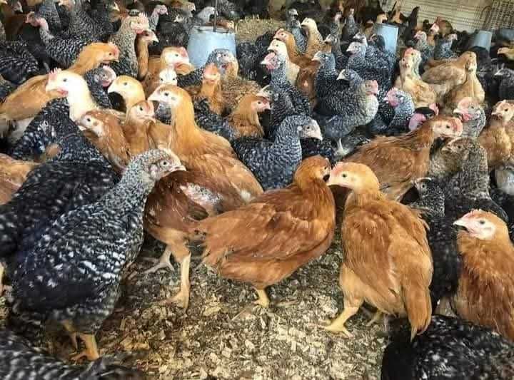 Pui rasa mixta porumbaci rosii kabir si albi de carne