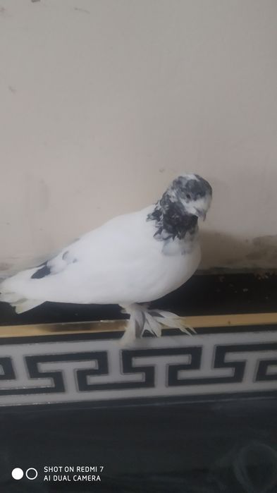 Kabutar sotiladi
