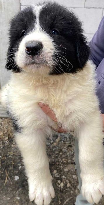 CRB din părinți foarte buni