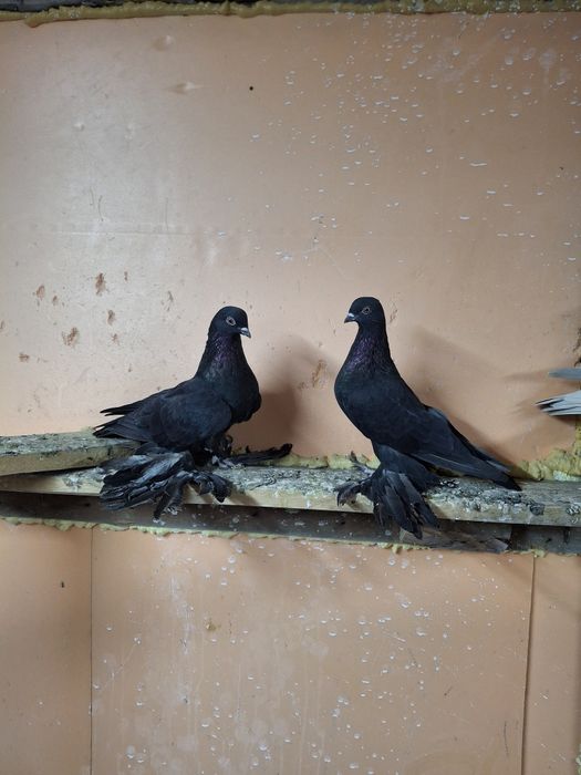 Продам голубей жуков