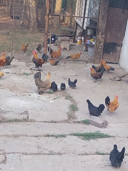 Pui de găină pitica de vinzare