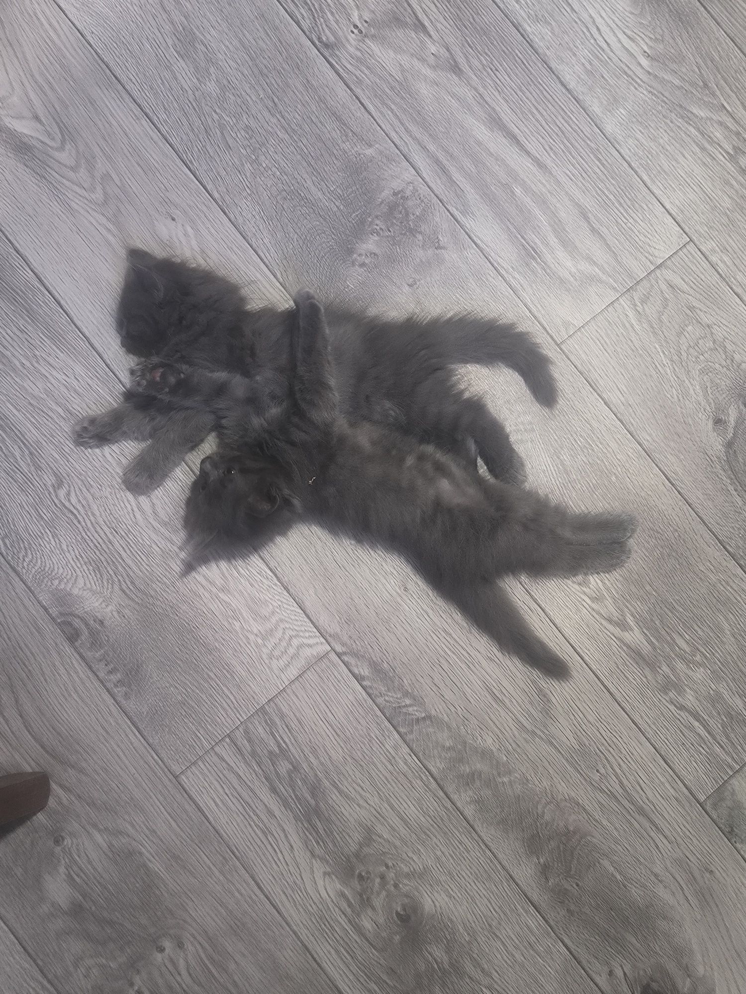Продаются чудесные котята,приученные к лотку,кушают сами.
