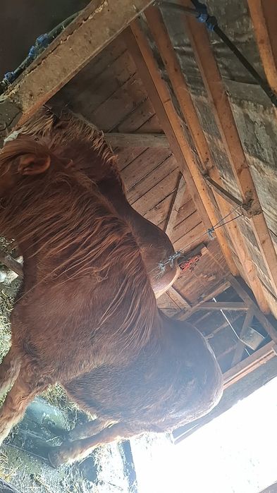 De vanzare un hărmăsar si un cal