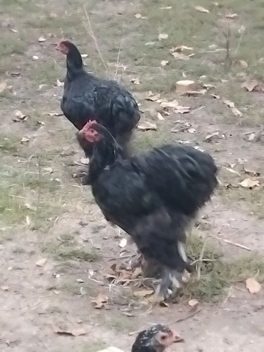 Tineret cochinchina între 5 și 6 luni