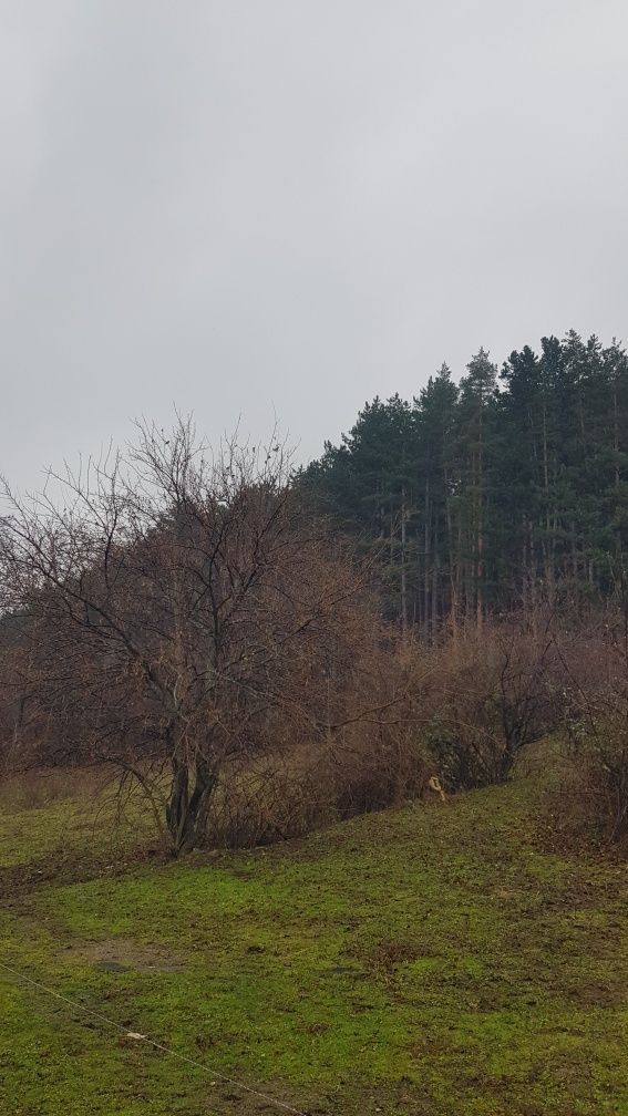 Продава се Парцел в Сапарева баня - 1130 кв.м за 89 €/кв.м - Снимка #1