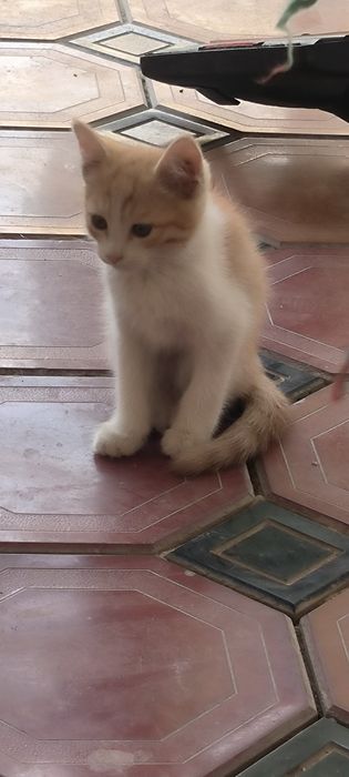 Продаю котят, очень красивые шустрые !
