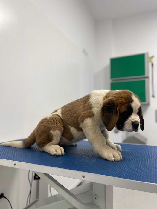 Femela Saint Bernard cu pedigree - par scurt