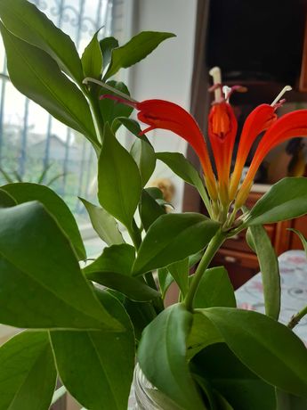 Цветок эсхинантус