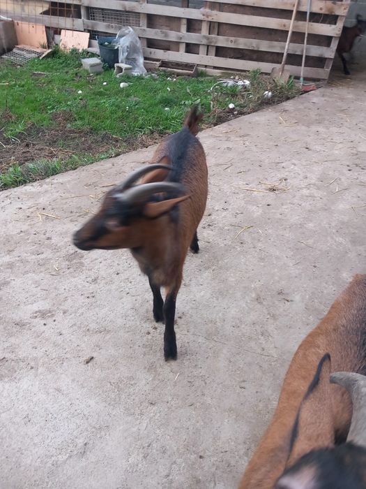 Vind edite alpin francez