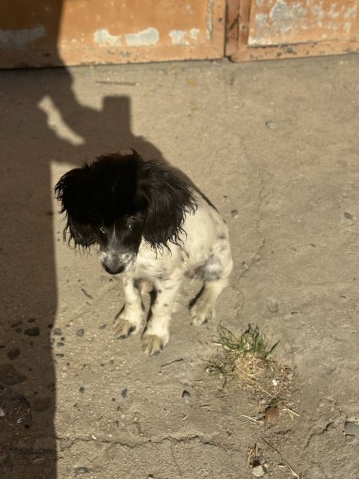 Русский спаниель можно приучить на охоту