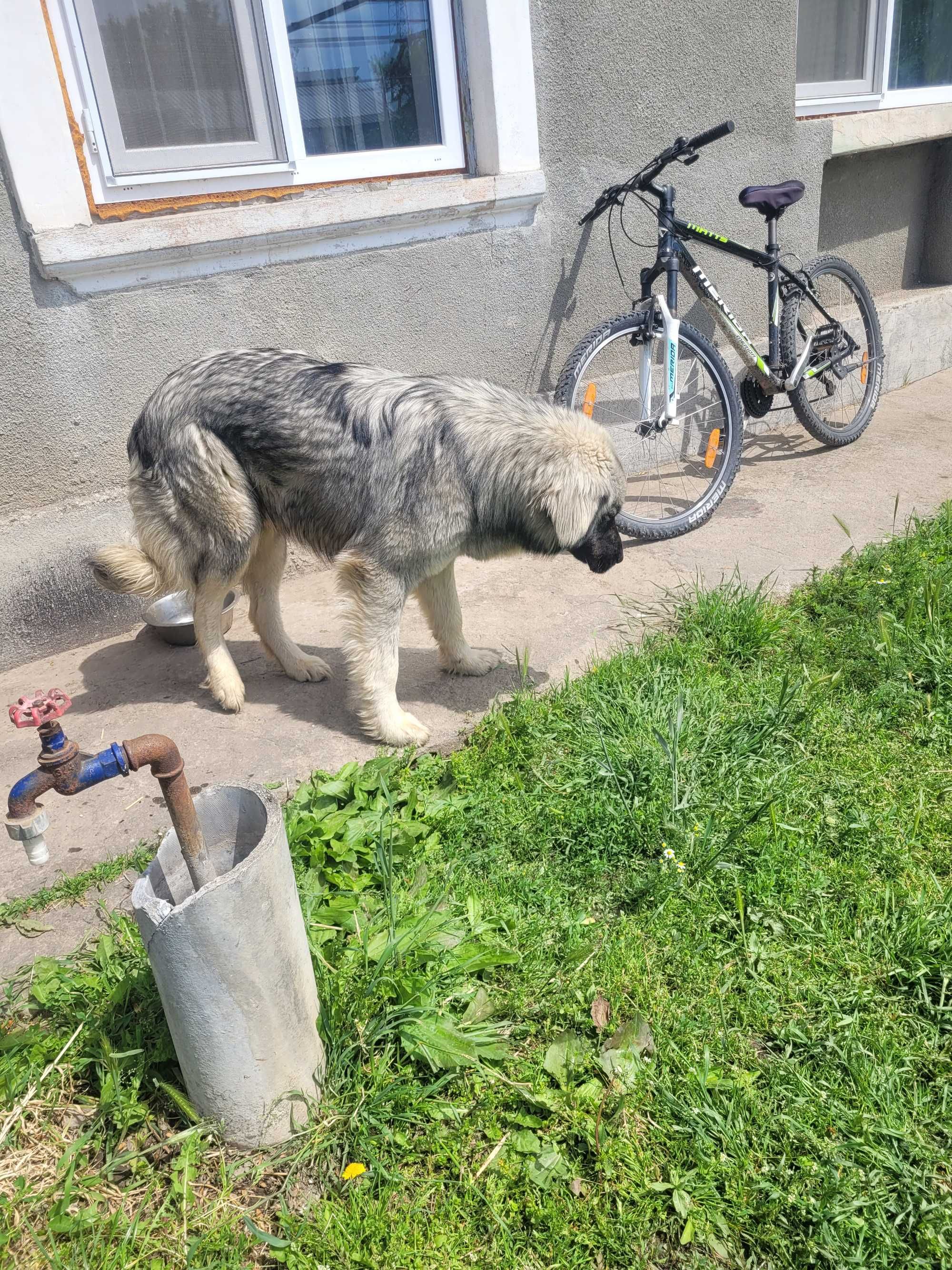 Vand caine ciobănesc carpatin