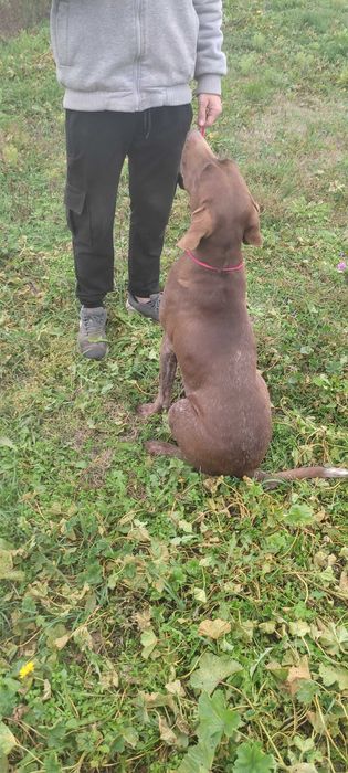 Куцхаар женски на 3г.