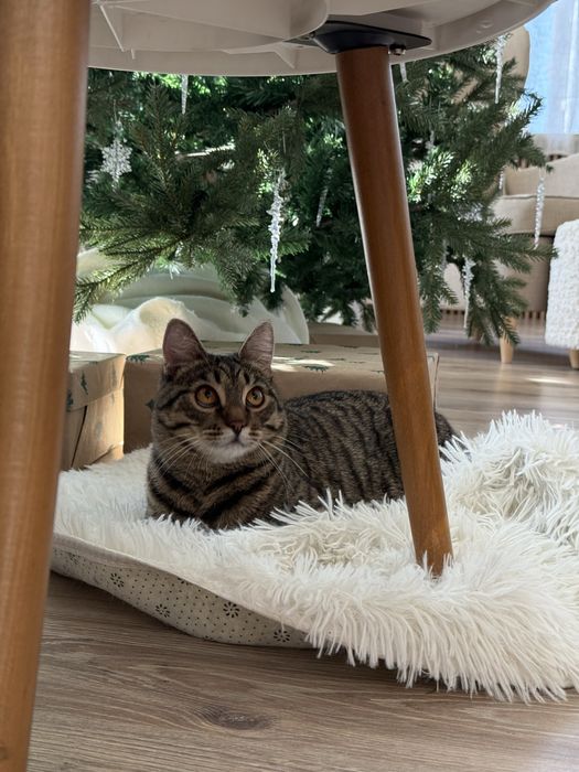 Котик ищет семью