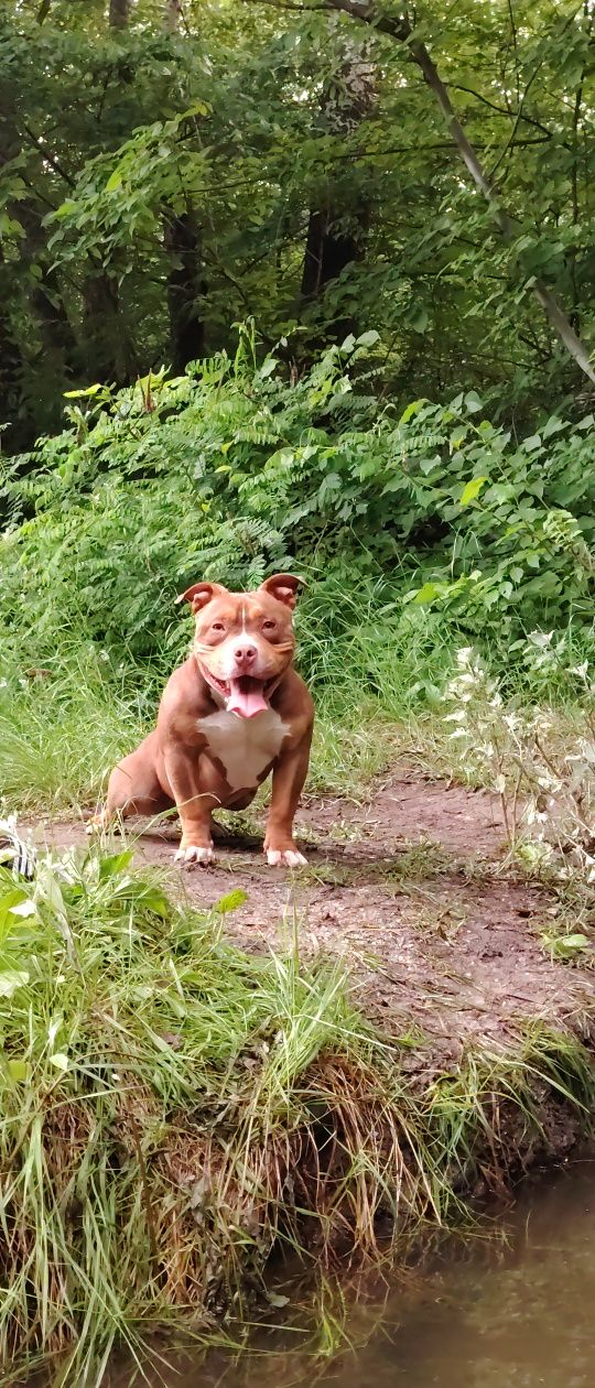 Ocazie! American bully calitate superioară ABKC