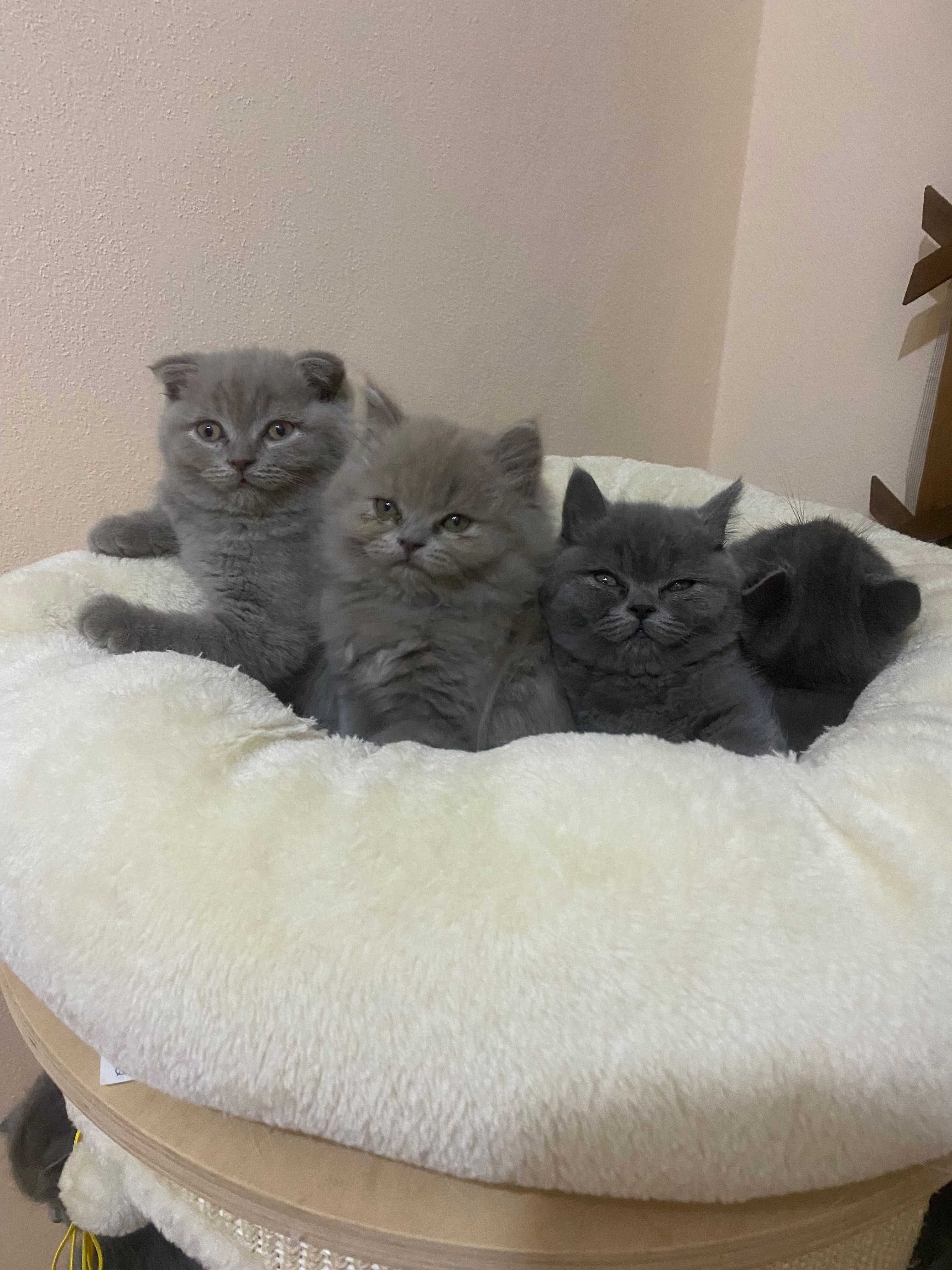 Чистокръвни шотландски котенца