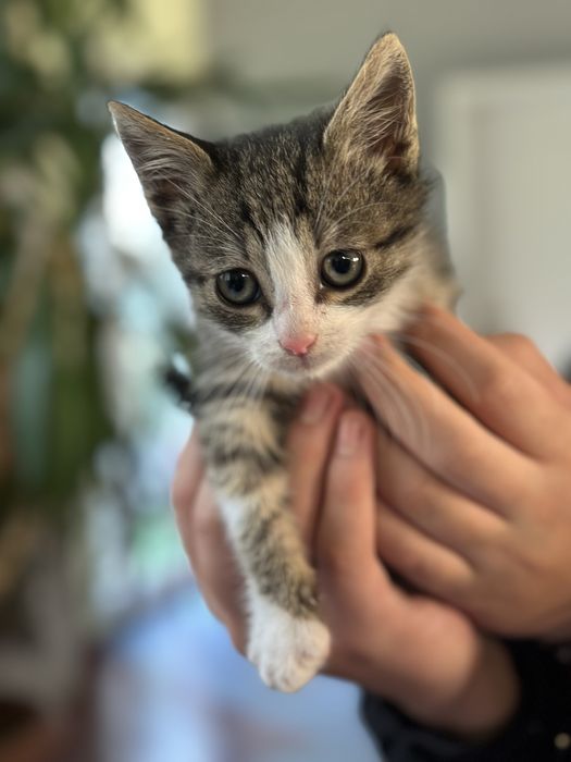 Pisicuta pentru adoptie