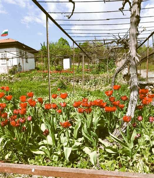 Продава се Къща в с. Гостиня, Област Ловеч - 200 кв.м за 235 €/кв.м - Снимка #2