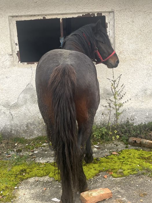 Vand armasar de doi ani