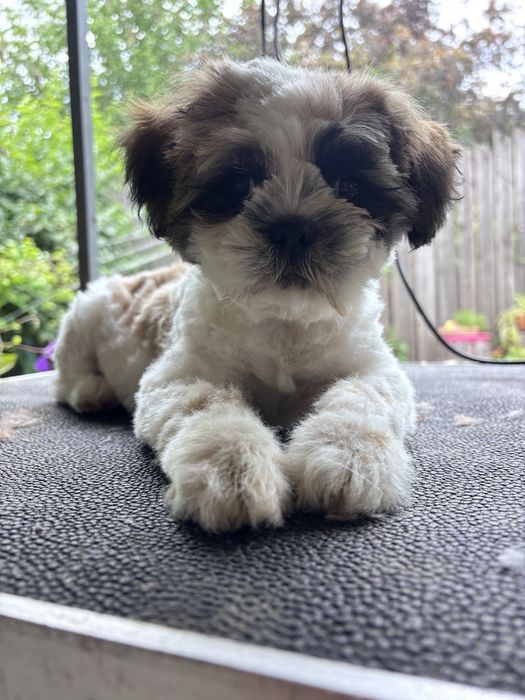 Frizerie canina la domiciliu