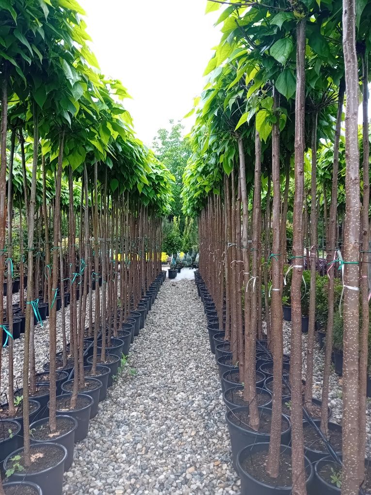 Vând catalpa globulară diferite dimensiuni