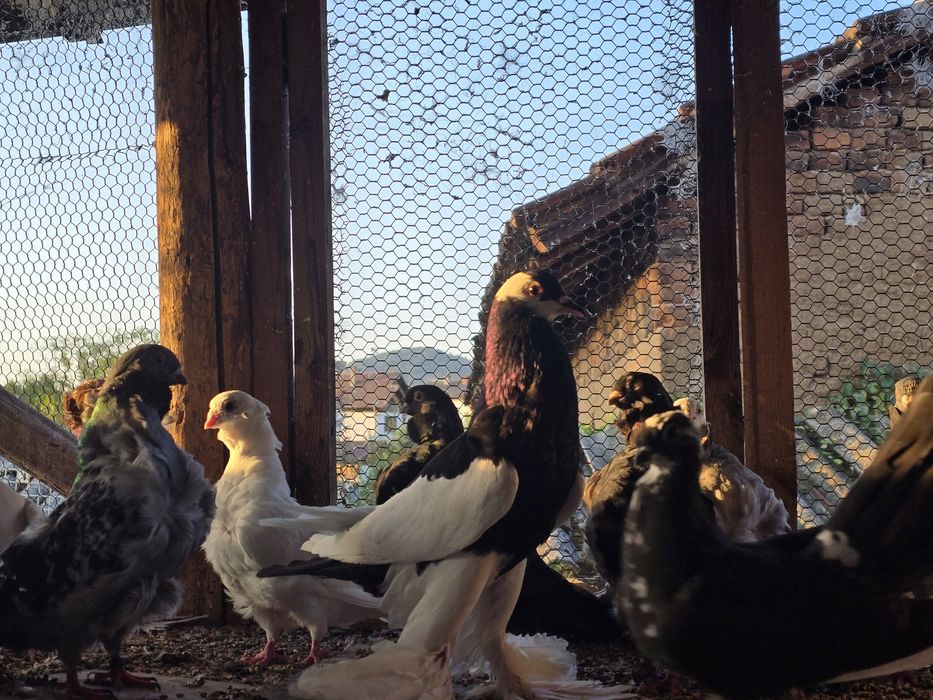 Гълъби - всякакви видове