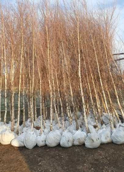 Mesteceni albi betula pendula