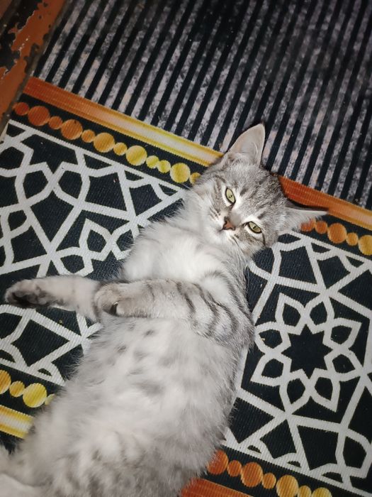 Отдам котят в хорошие руки