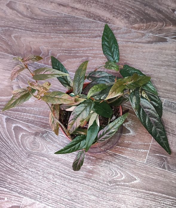 Комнатные растения